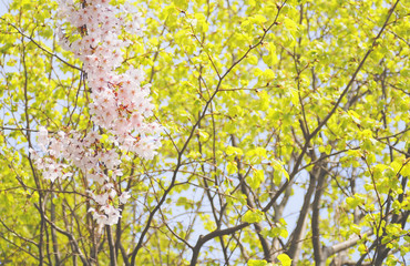 桜　木　素材