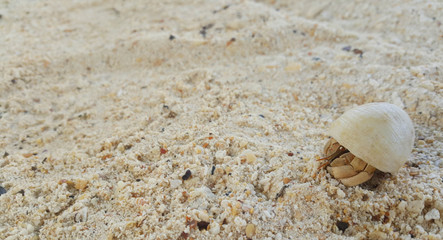 Hermit crab on the beach.