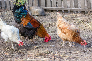  feathered chicken and rooster on grazing.