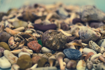 seashells on the beach