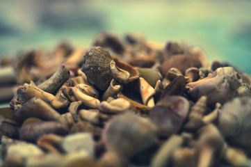 seashells on the coast