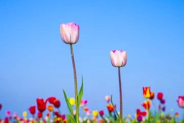 Crédence de cuisine en verre imprimé Tulipe field with blooming colorful tulips