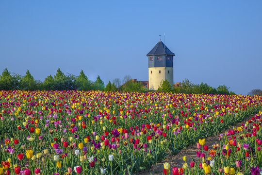 field with blooming colorful tulips and watertower