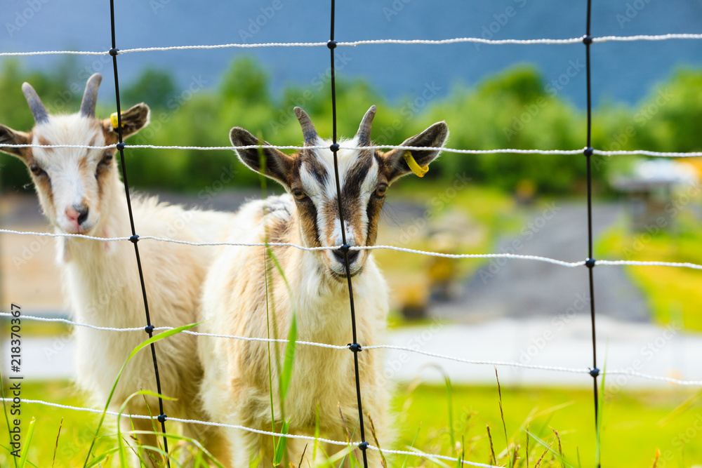 Wall mural Goats eating grass on pasture