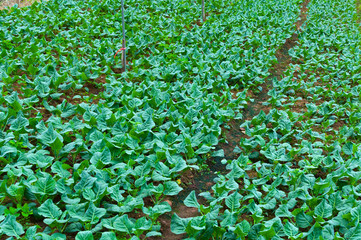 Rows fresh plantation nursery and vegetable of familiar agriculture at countryside in Thailand