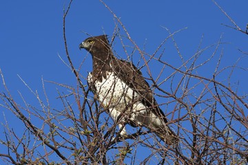 Kampfadler (Polemaetus bellicosus) im Etosha Nationalpark (Namibia)