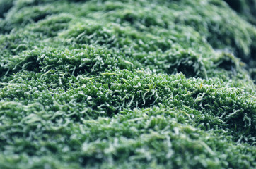 texture of moss in approximation, macro green moss