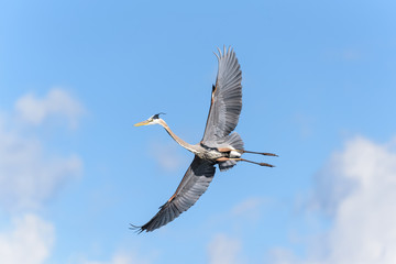 Found in most of North America, the Great Blue Heron is the largest bird in the Heron family.