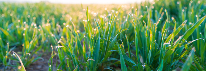 Fresh morning dew on a spring grass in early morning