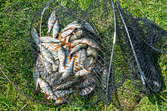 Catch of fish in net basket on green grass by the river. Many roaches on fishing net. Fishing concept, good catch. Fresh fish just taken from the water on landing net with fishery catch in it.