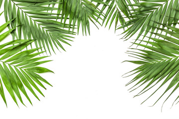 Fototapeta na wymiar Frame of tropical leaves palms on white background a space for text. Isolated. Top view, flat lay