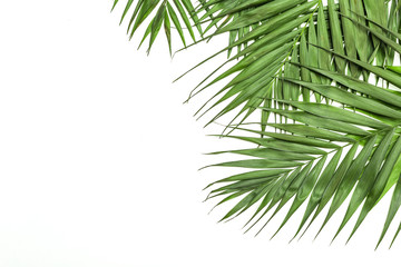 Naklejka na ściany i meble Frame of tropical leaves palms on white background a space for text. Isolated. Top view, flat lay