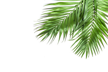 Frame of tropical leaves palms on white background a space for text. Isolated. Top view, flat lay