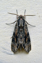 agrius convonvuli moth