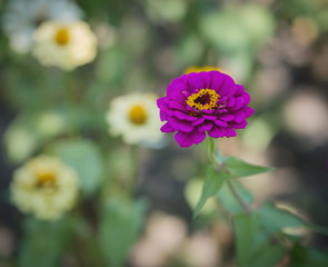 Obraz premium Flower of Zinnia in the garden. Selective focus with shallow depth of field.