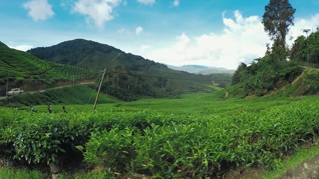 Nature of Cameron Highlands