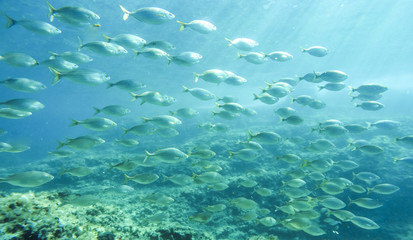 School of mediterranean fish