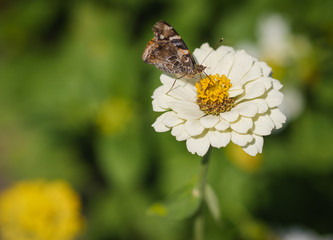 Fototapeta premium Monarch Butterfly feeding on Zinnia flower. Selective focus and shallow depth of field.