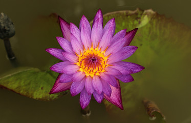 Pink and white lotus flower and green leaves