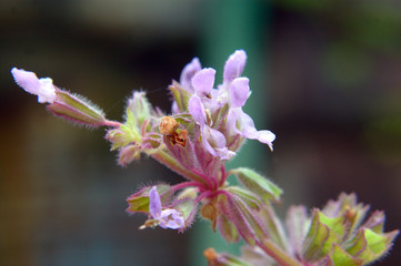 Field flowers close up selective focus