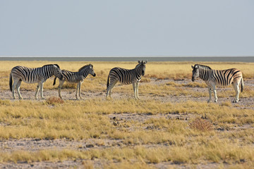 Fototapeta na wymiar Zebras (equus quagga) im Etosha Nationalpark (Namibia)