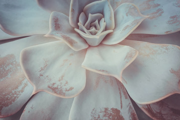 Echeveria succulent plant filtered