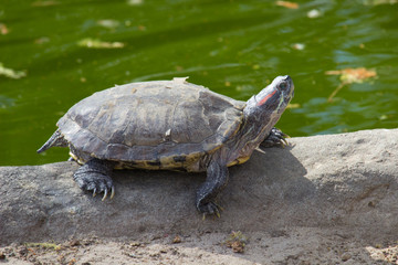 Turtle or tortoise on the shore