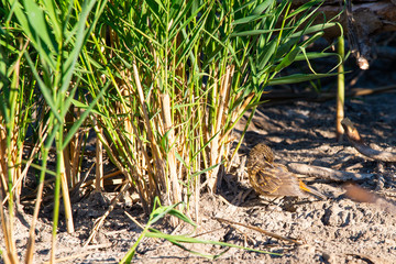 Young Bluethroat or Luscinia Svecica in wild nature