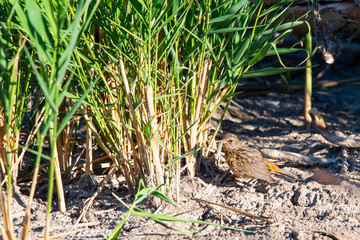 Young Bluethroat or Luscinia Svecica in wild nature