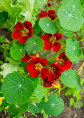 Bright nasturtium flowers with green colorful leaves.