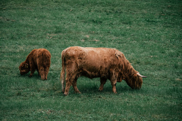 highland cattle mother and calf