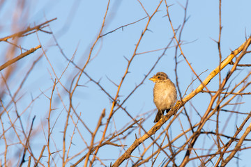 Young Red-backed shrike or Lanius collurio sitting on a branch