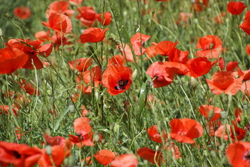 Klatschmohnfeld 3180