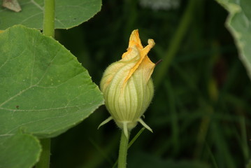 Kürbisblüte geschlossen