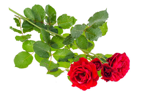 One Beautiful Burgundy Rose On White Background