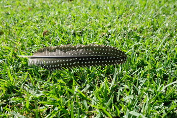 Feathers on a golf course grass