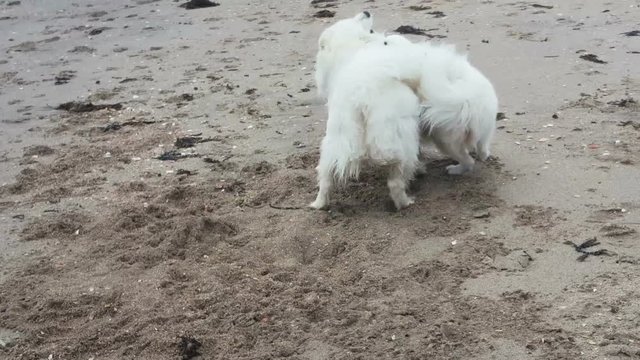 Two white fluffy Samoyed dogs playing on the beach