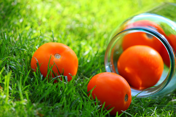 yellow tomato summer garden