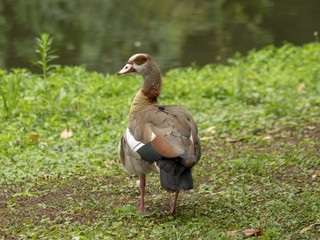 Alopochen aegyptiaca. Ouette d'Egypte