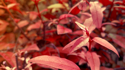 Natural red plants landscape background