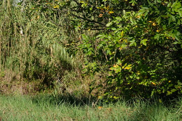 Leaves and plants in forest