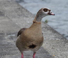 Alopochen aegyptiaca. Ouette d'Egypte