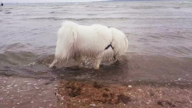 Samoyed dog playing in the water at the beach