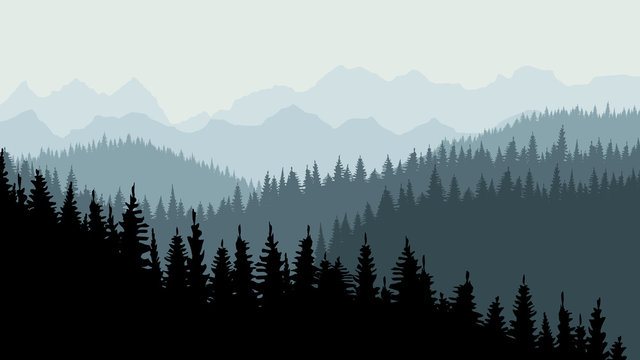 Evening or morning forest of coniferous spruce trees at dusk. On the horizon you can see mountains. Calm background, template for design. 10 eps