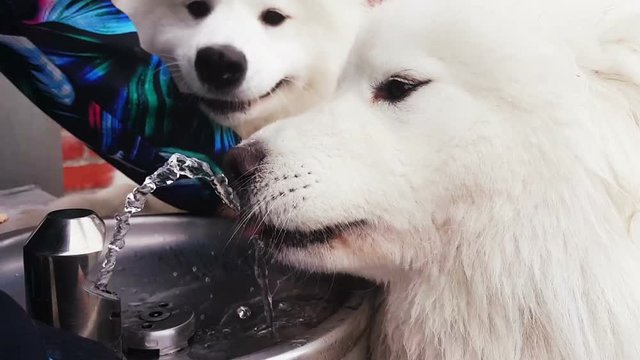 Two Samoyed dogs drinking from a water fountain