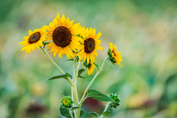 Blossoming sunflower flower on the farm field