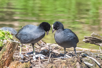 Two eurasian coots, birds in spring, love 

