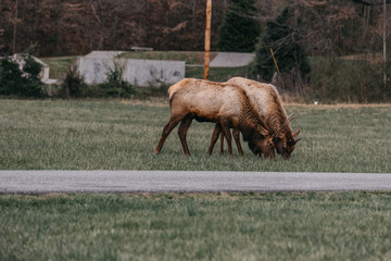 Elk NC