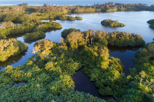 Gar&ccedil;as nas plantas da Lagoa de Jacarepagu&aacute;
