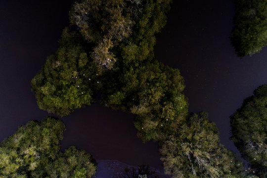 Garças nas árvores da Lagoa de Jacarepaguá